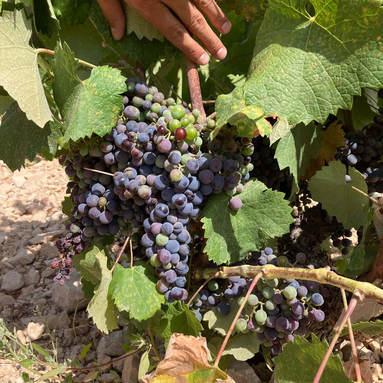 Alte Monastrell Rebst&ouml;cke